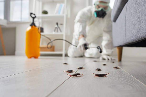 Commercial Kitchen Cockroach Control in Daytona Beach Shores